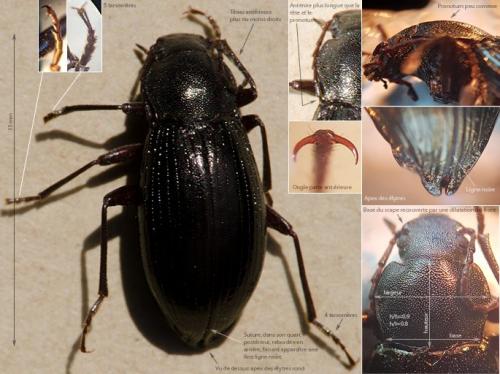Réf. 237 154 : Stenomax aeneus